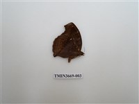 藏品(眼蝶科)的圖片
